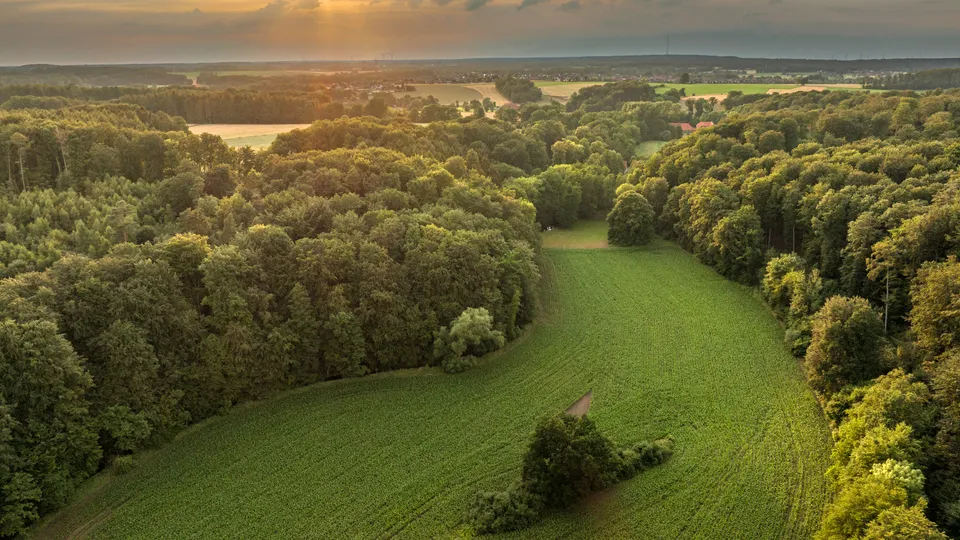 Wald und Felder im Sonnenuntergang, mit sanftem Licht am Horizont.